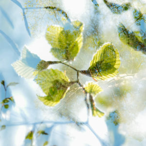 Springtime in Bielefeld, beech, leaves, sunshine Springtime in Bielefeld, beech, leaves, sunshine